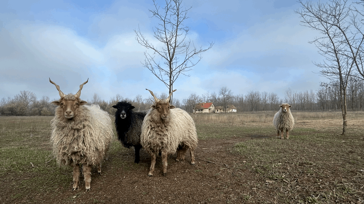 🎃 HalloHongarije – Herfsteditie 2025